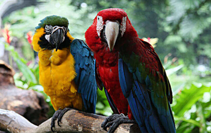 Roatan gumbalimba and eco park tours