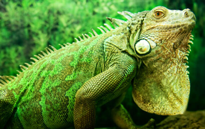 Roatan Arch's Iguana Farm at French Cay