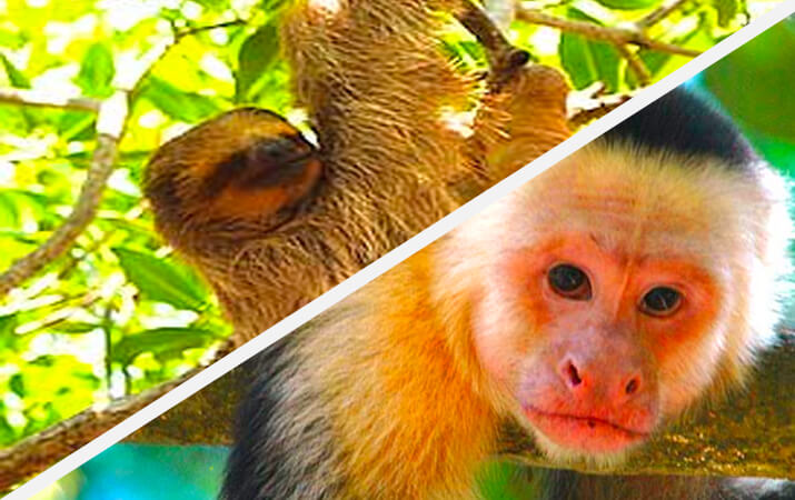 Roatan monkey and sloth hangout