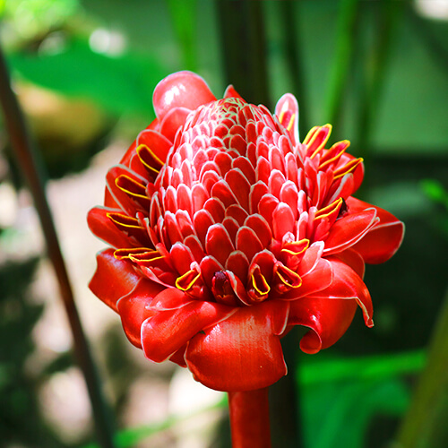 Flora in Roatan