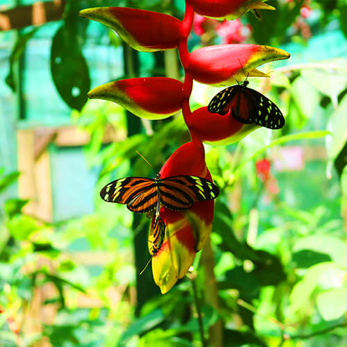 Flora in Roatan