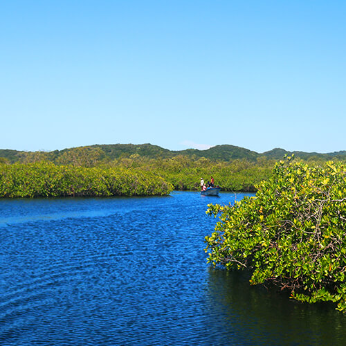 Roatan East End Mangrove Tunnels