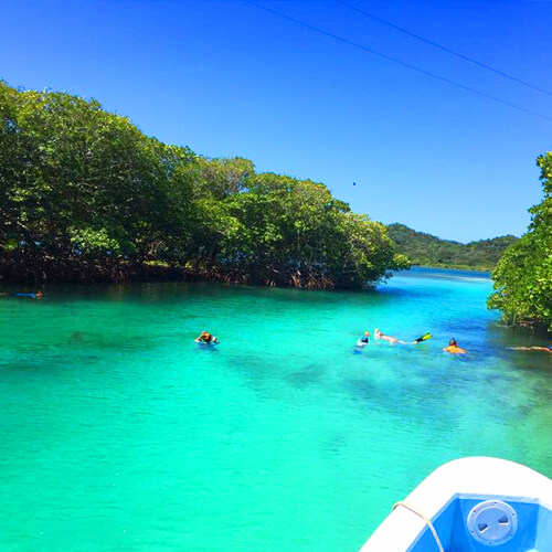 Jones Ville Mangrove Tunnels