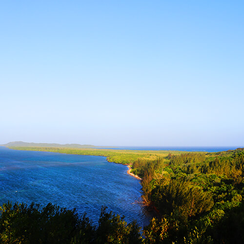 Jones Ville Mangrove Tunnels