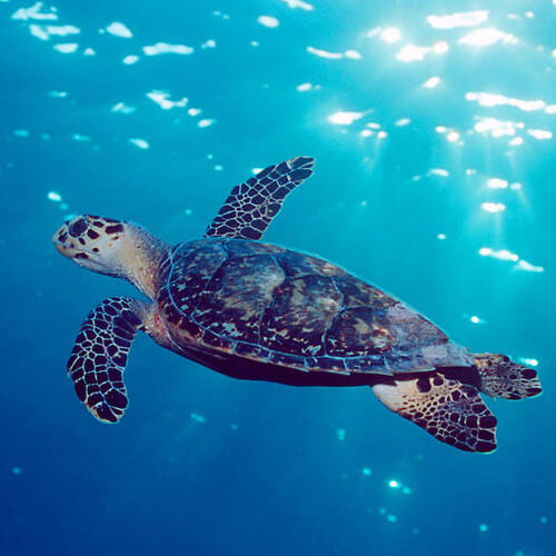 Turtles in The Mesoamerican Reef