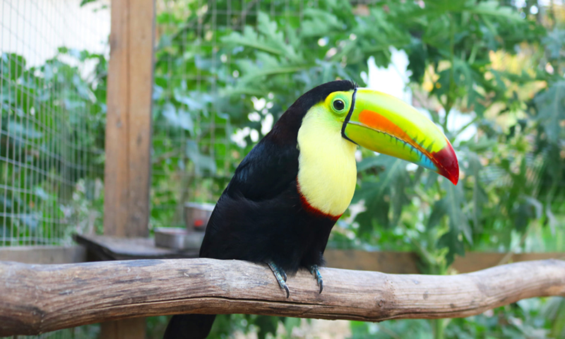 jungle atv roatan beach break roatan