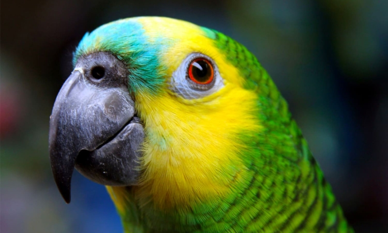 roatan bird tours
