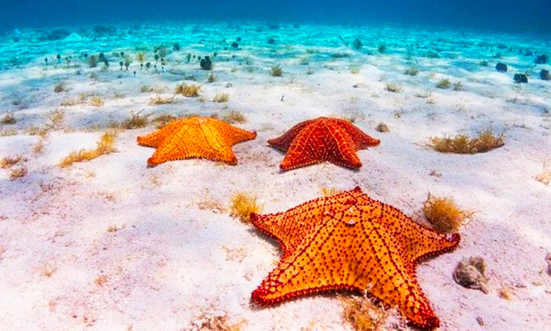 roatan starfish snorkeling