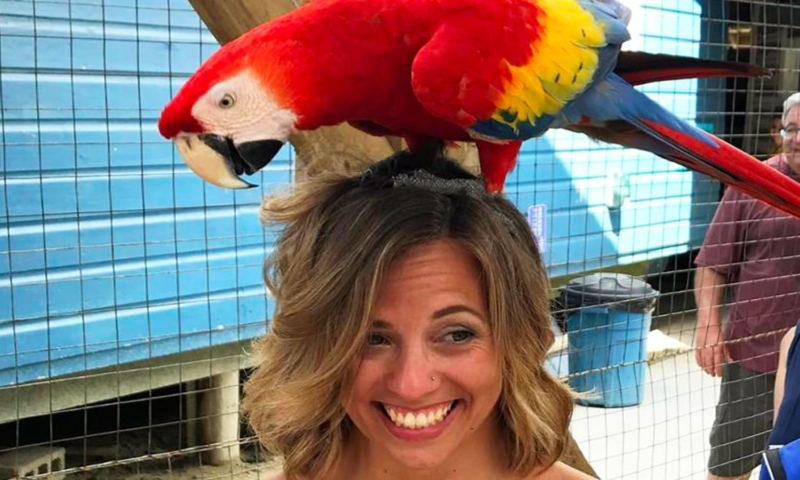 Daniel Johnsons monkeys