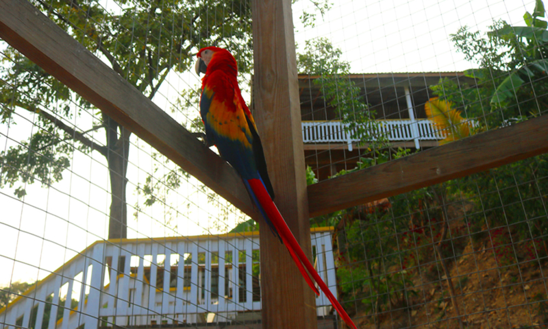 roatan atv with sloth monkey