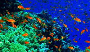 Utila Cays Diving
