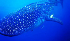 utila whale shark diving