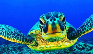 utila marine life