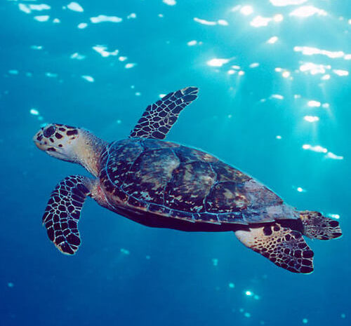 Roatan Turtles and Marine Life