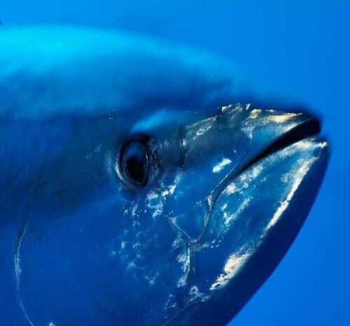 Дикий тунец 12. Дикий тунец. Радужный тунец. Дикий тунец National Geographic.