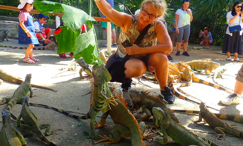 roatan iguana farm tour