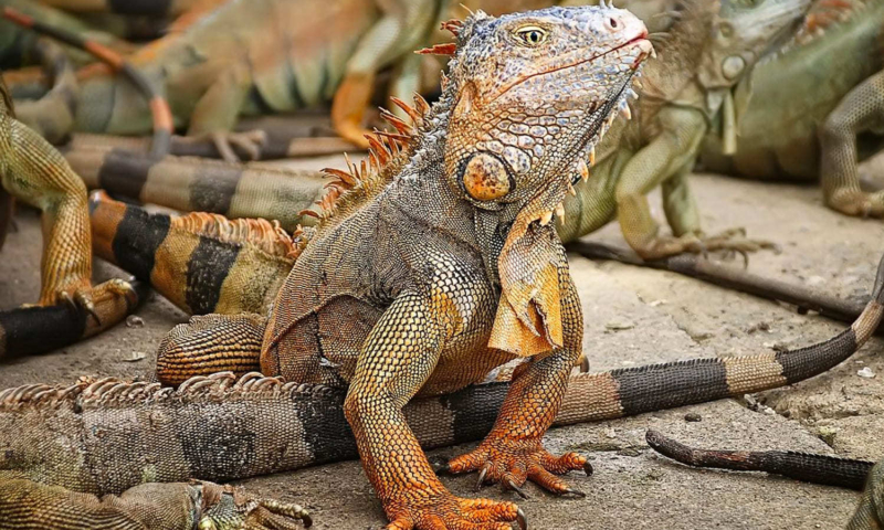 roatan iguana farm