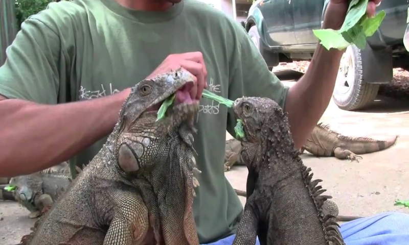 roatan iguana farm