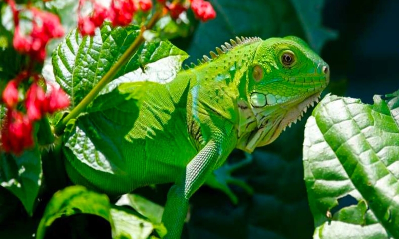 roatan iguana farm