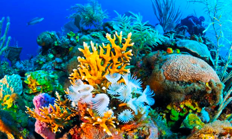 roatan coral reef diving