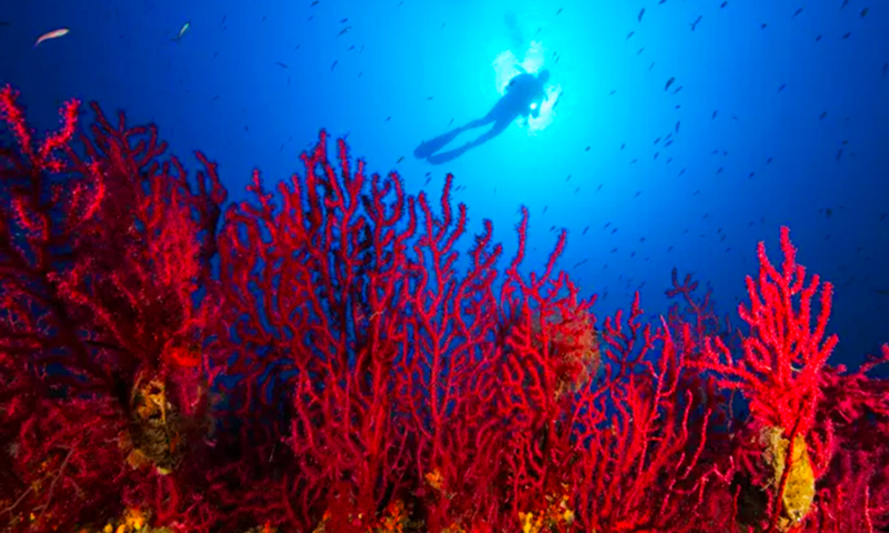 roatan diving packages