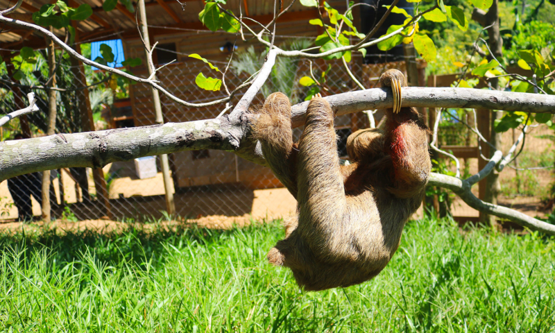 roatan sloth