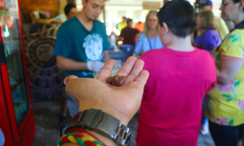 roatan chocolate tour