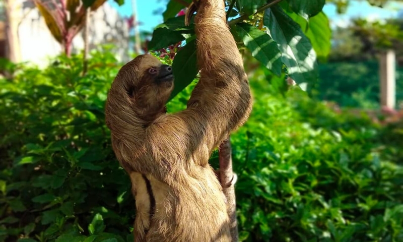 roatan sloth shore excursions