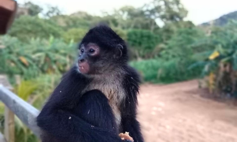 roatan excursions royal caribbean