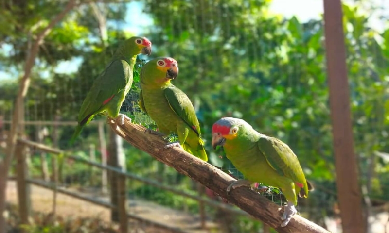 roatan excursions royal caribbean