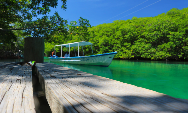 roatan mangrove tunnel tour