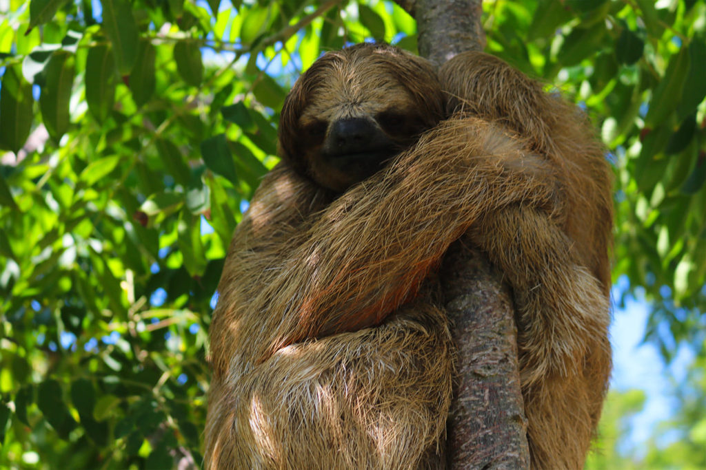 sloth hangout roatan
