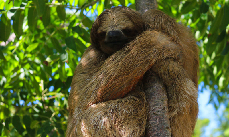 sloth hangout roatan