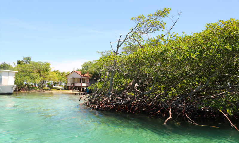 roatan mangrove shore excursion