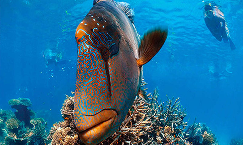 3 stop snorkel roatan