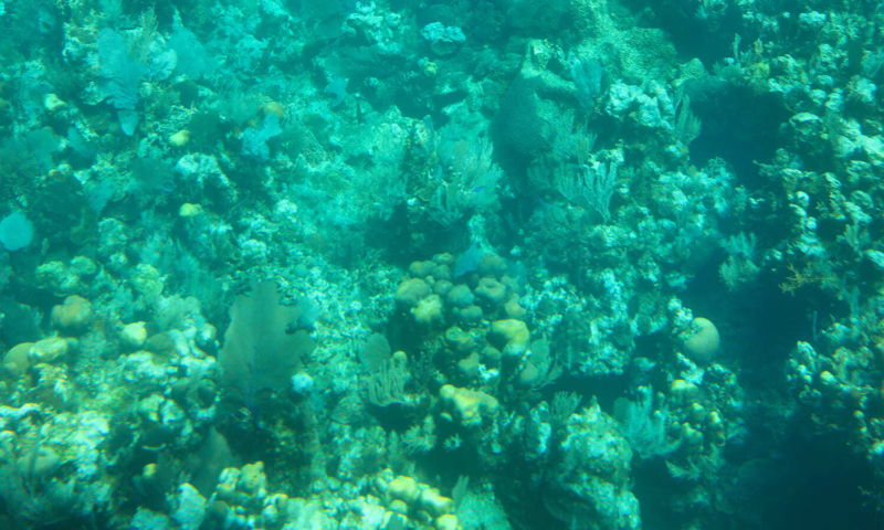 roatan glass bottom tour