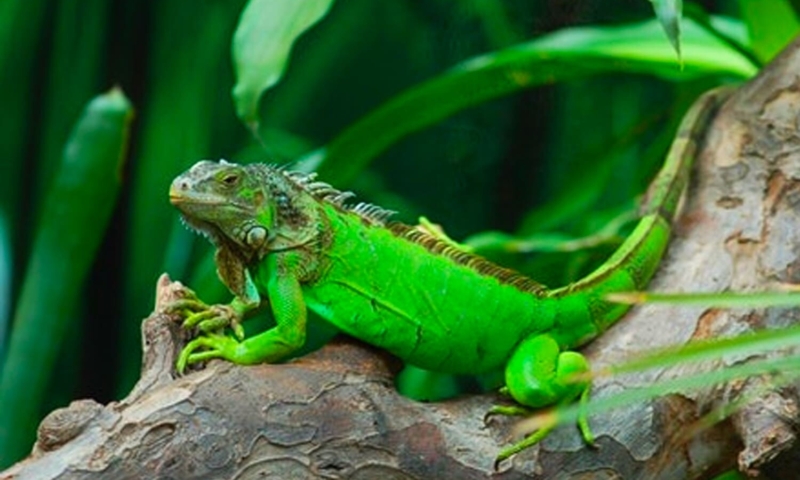 archs iguana farm roatan