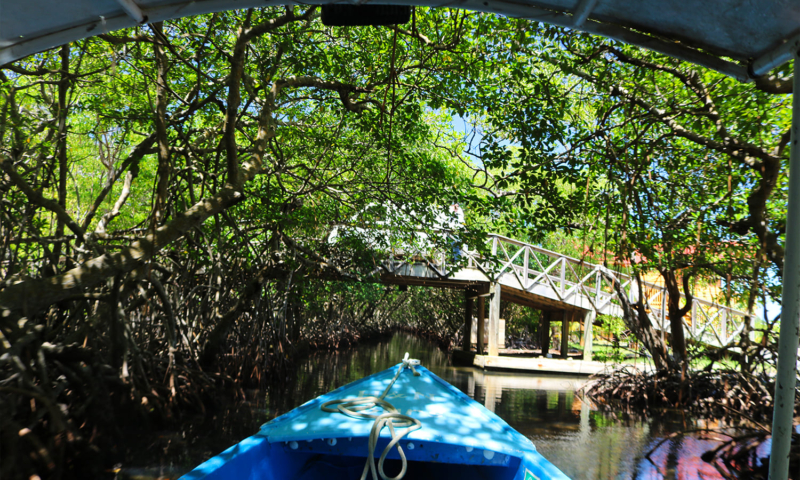 mangrove tunnels