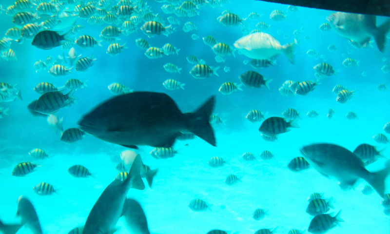 roatan glass bottom shore excursion