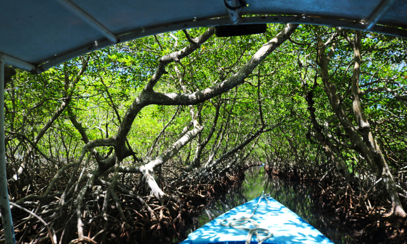 roatan mangrove tours excursion