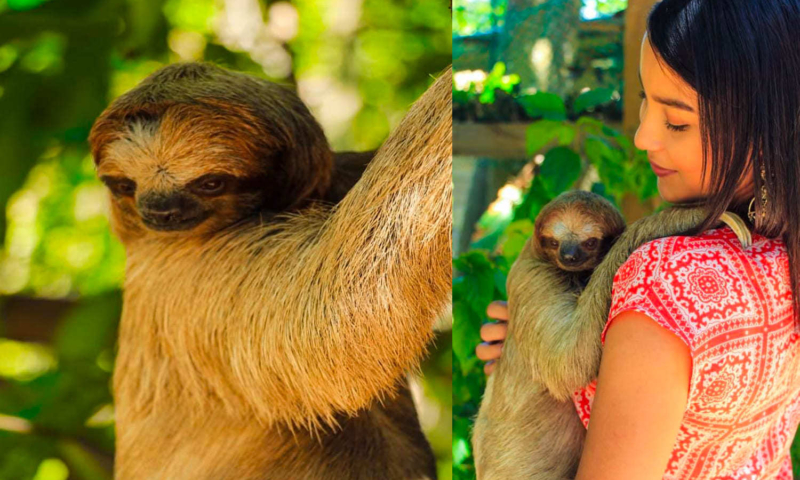 accessible roatan monkey/sloth and iguana interaction