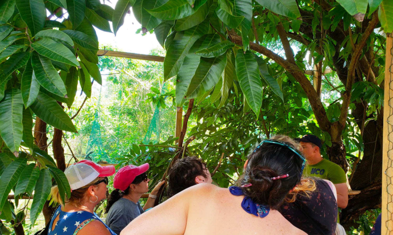 aj's monkeys and sloths