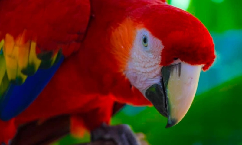 roatan shore excursion monkeys, sloths and snorkel adventure