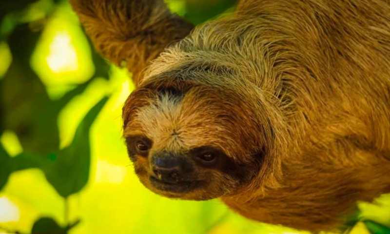 roatan shore excursion monkeys, sloths and snorkel adventure