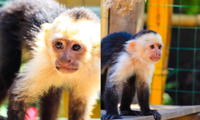 roatan monkeys farm
