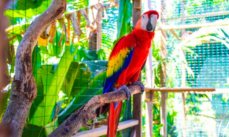 roatan macaws