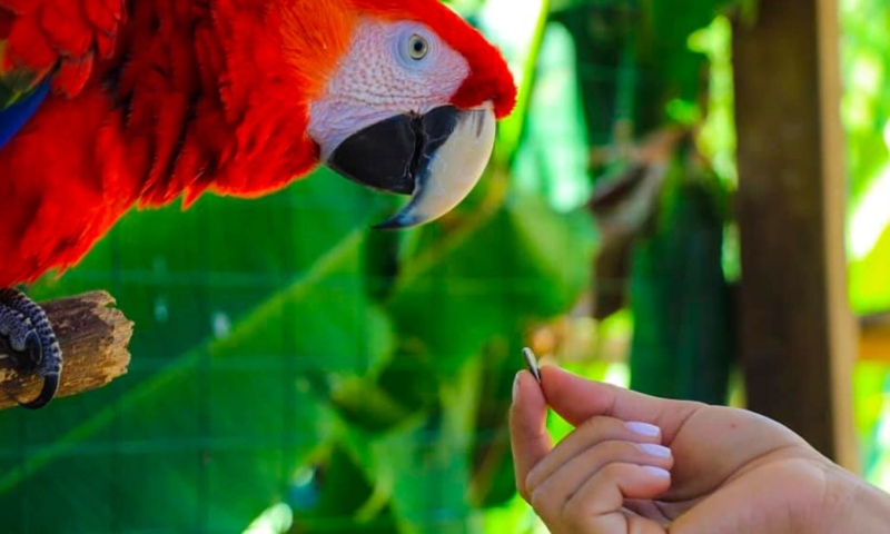 roatan macaws shore excursion