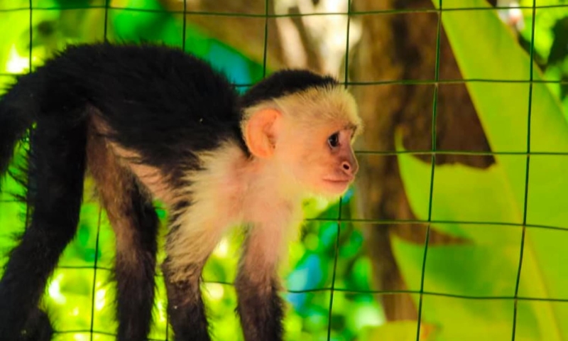 aj's monkeys and sloths