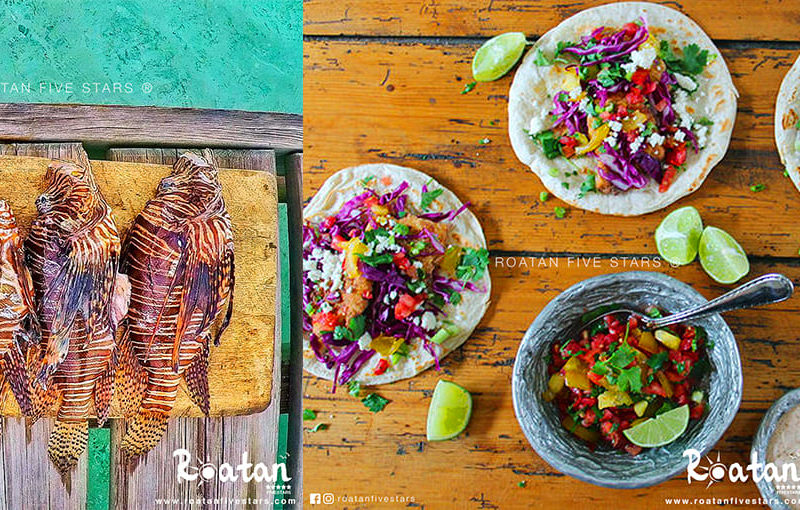 roatan lionfish tacos