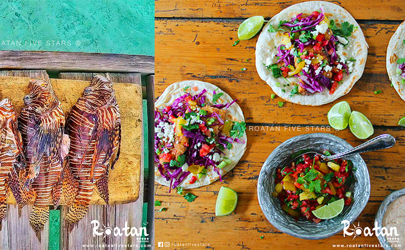 roatan lionfish tacos